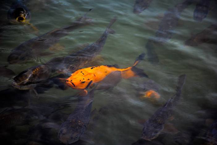 Karagöl muhteşem doğası ile masal diyarlarını andırıyor 13